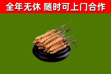 民和回收散虫草