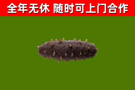 民和回收海参干